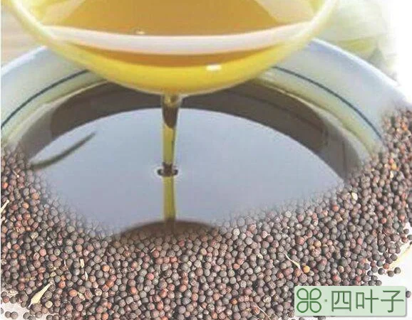 油菜籽出油率