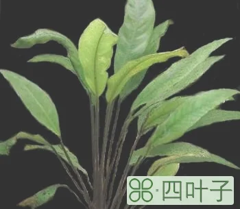 卡坦菲是什么