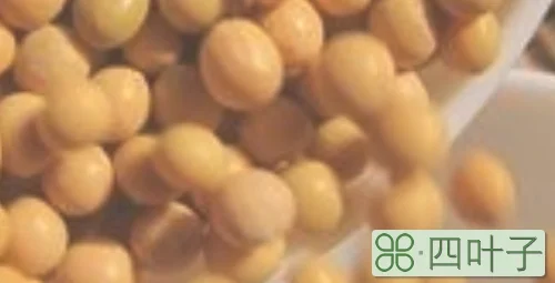每100g黄豆营养成分表是什么