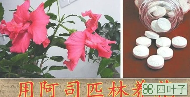 维生素c和阿司匹林能同时浇花吗