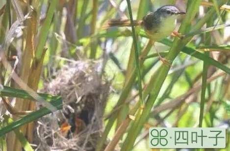 青虫不易捕,黄口无饱期的意思