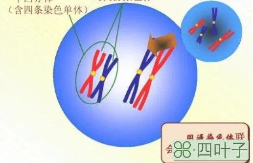 四分体和同源染色体的区别