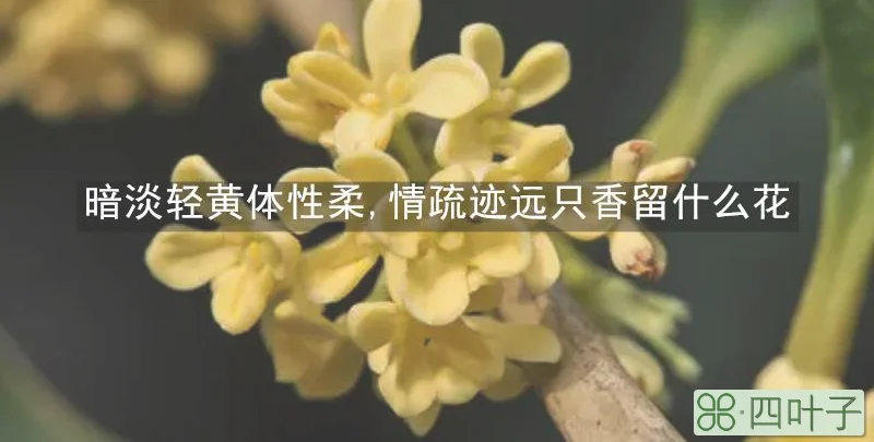 暗淡轻黄体性柔,情疏迹远只香留什么花