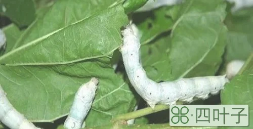 蚕蛹与蚕的幼虫有哪些相同与不同