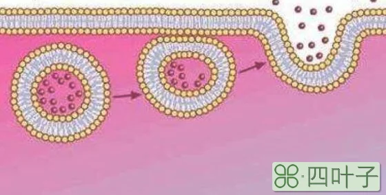 胞吞胞吐体现了细胞膜的什么特点