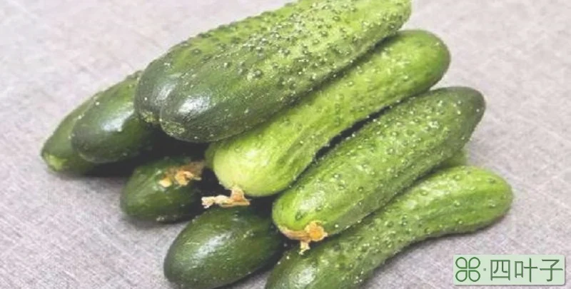 吃黄瓜能减肥吗