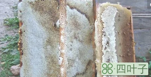 蜂巢化蜡有什么方法