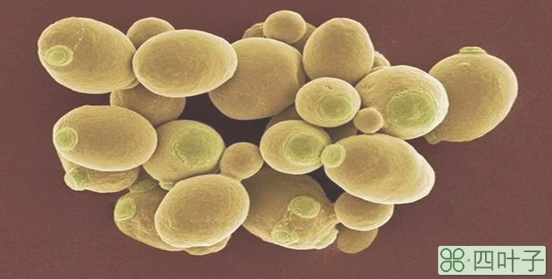 酵母菌是单细胞生物吗