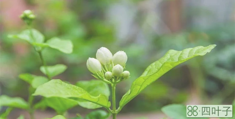 茉莉适合深盆还是浅盆