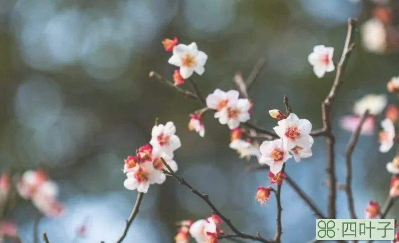 乱点碎红山杏发,平铺新绿水苹生的意思