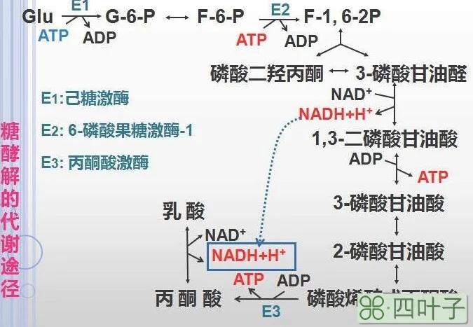 糖酵解的关键酶是