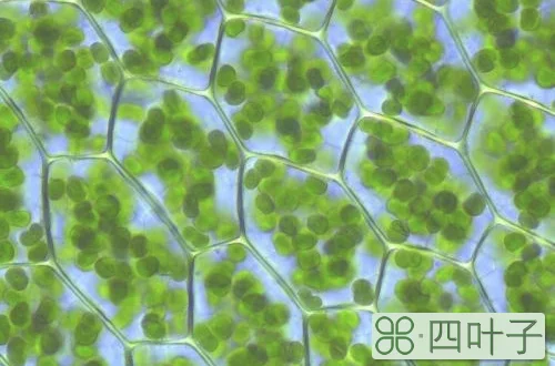 光合作用的主要器官是哪里