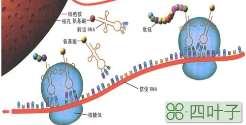 游离核糖体与附着核糖体的区别