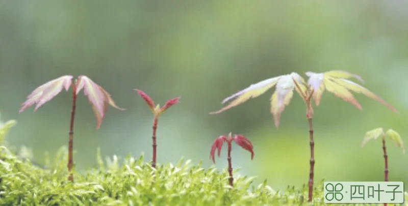 植树节的意义