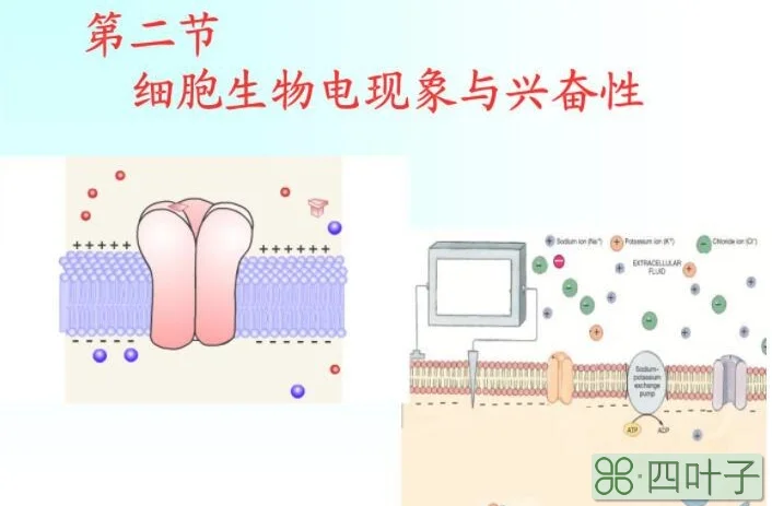 细胞内侧负电位值由静息电位水平加大的过