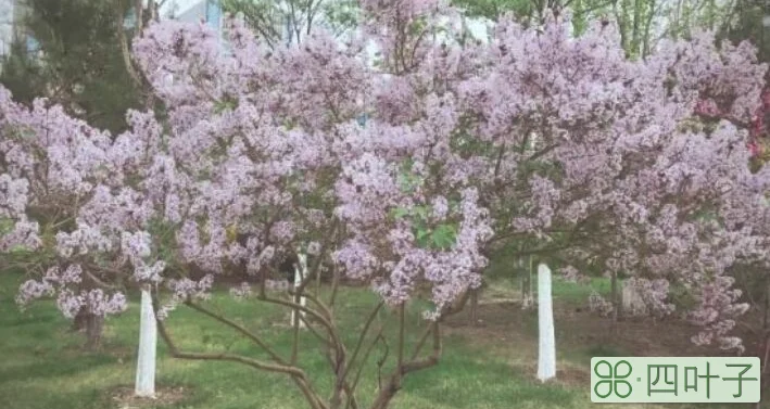 殷勤解却丁香结,纵放繁枝散诞春的翻译