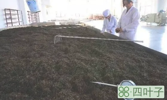 普洱茶发酵渥堆过程中,哪几种微生物会参