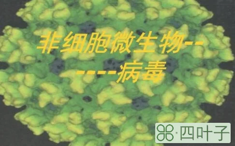 非细胞型微生物有哪些