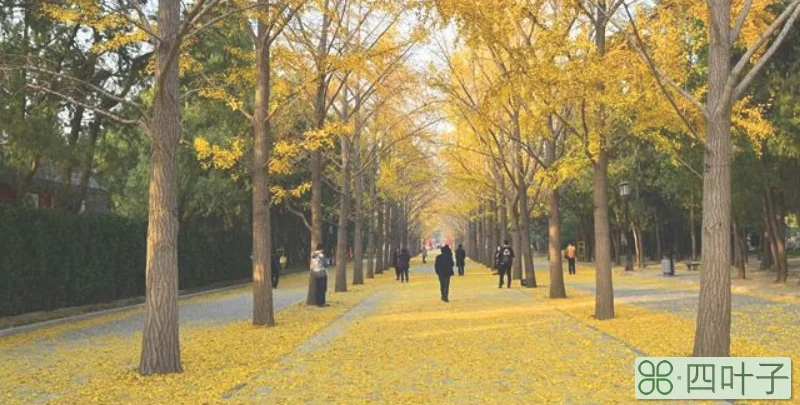 连晴不知夏去，一雨方觉秋深什么意思