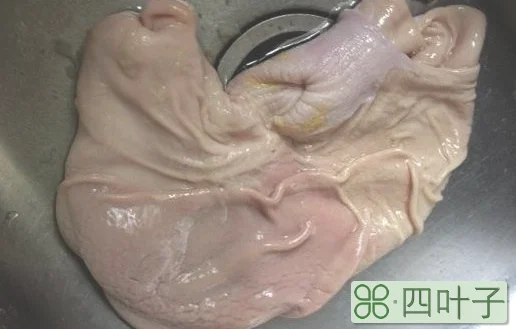 如何洗猪肚子又快又净