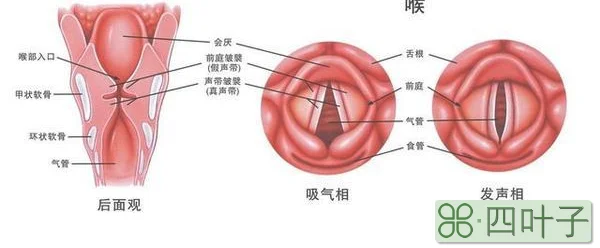 喉喘鸣和有痰的区别