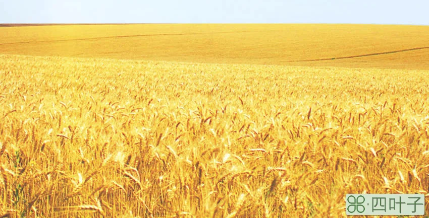 小麦是中国本土作物吗