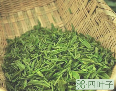 龙井茶几月份是新茶