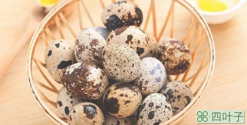 鸽子蛋鹌鹑蛋营养区别