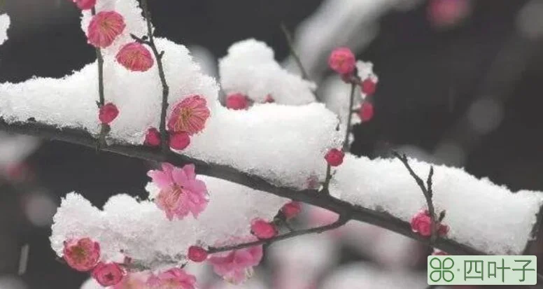 月是小春春未生,节名大雪雪何曾翻译