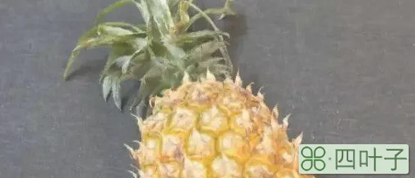 菠萝皮泡水可以浇花吗