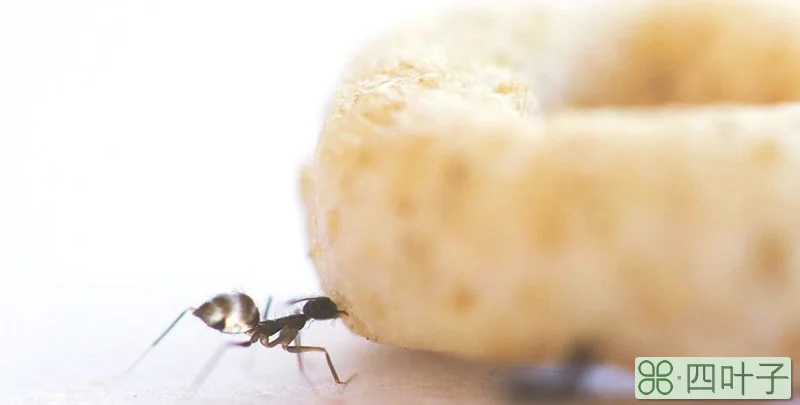 黄蚂蚁怎么消灭