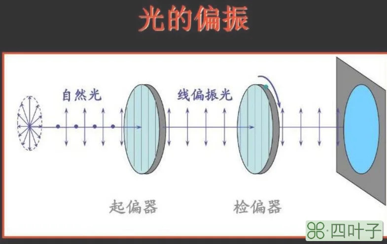 光的偏振现象说明了什么