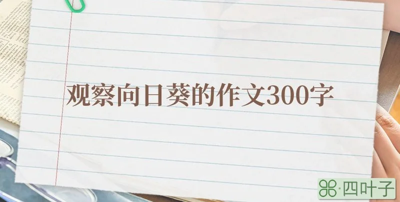 观察向日葵的作文300字