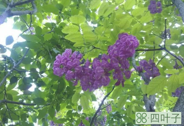 紫色槐树花可以吃吗