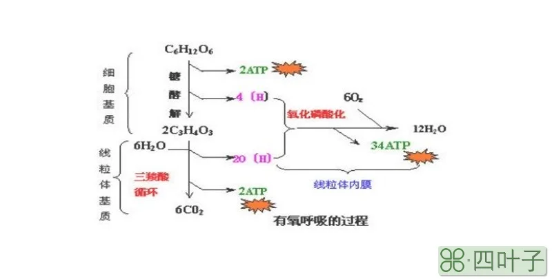 细胞进行生命活动所需的能量主要由什么供给