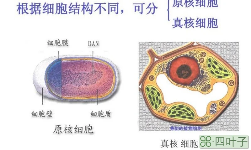 什么是原核生物什么是真核生物