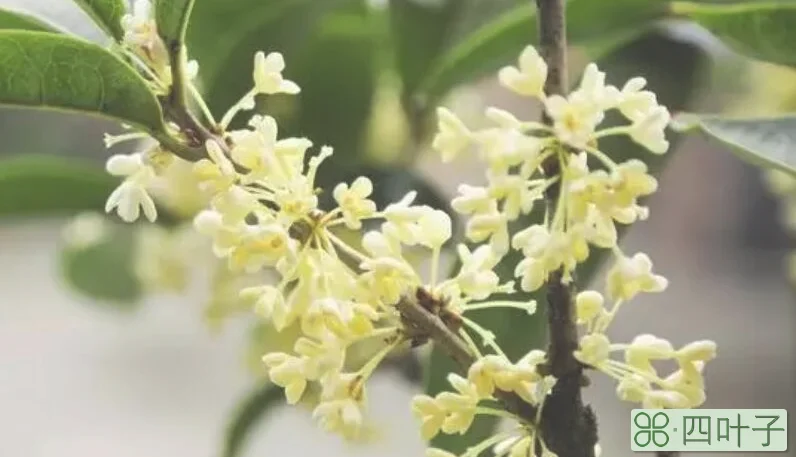 莫羡三春桃与李,桂花成实向秋荣的意思