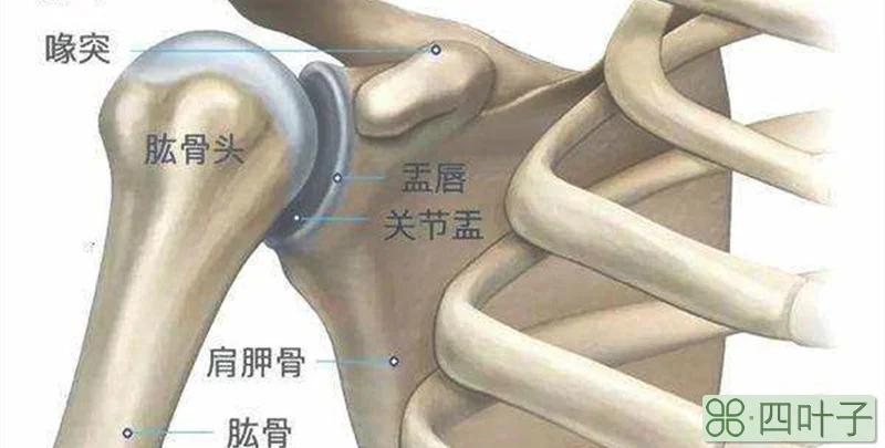 肱骨前移和圆肩的区别