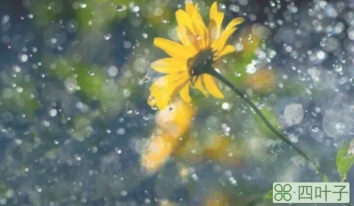 夜来秋雨后,秋气飒然新什么意思