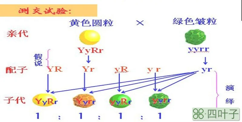 自由组合定律发生在什么时期