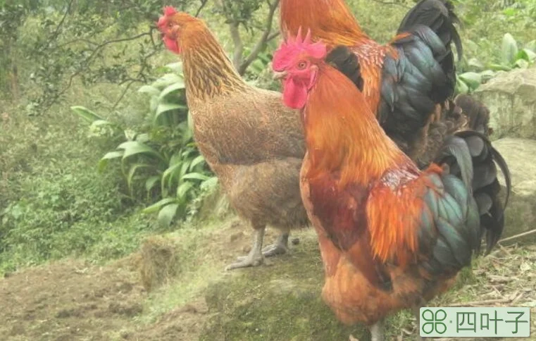 欲钱买花枝招展的生肖