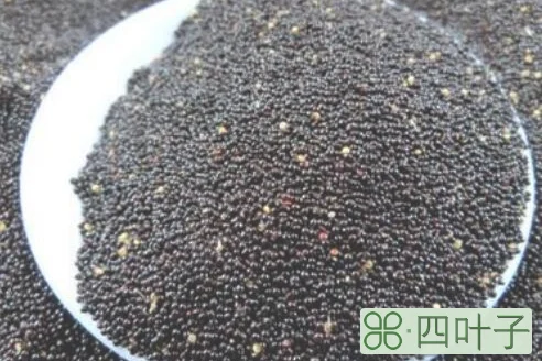 黑小米是转基因吗