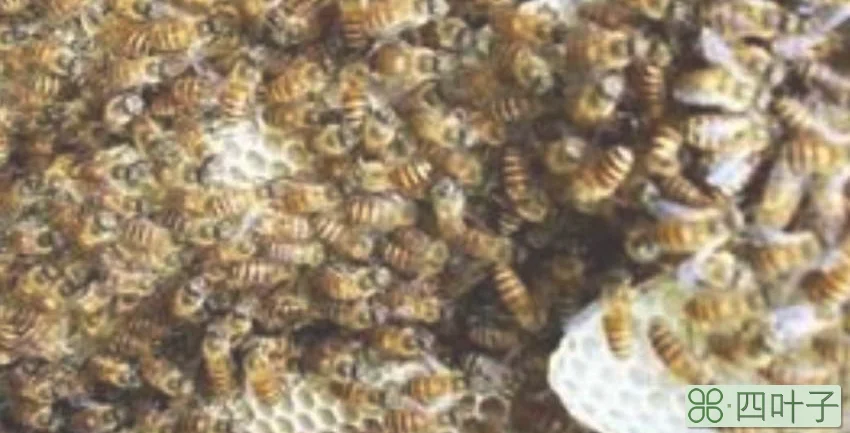 蜂箱里面长棉虫怎么办