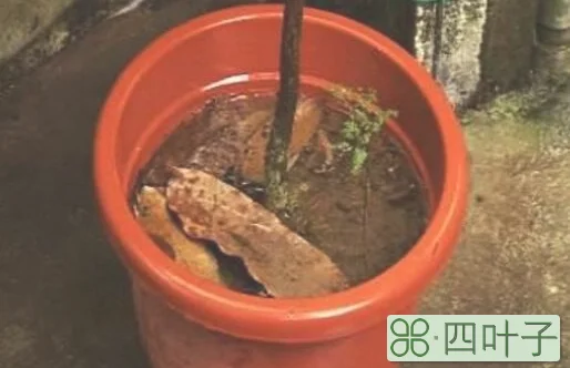 花盆积水窍门排水