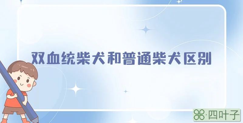 双血统柴犬和普通柴犬区别