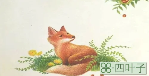 小狐狸喜欢什么