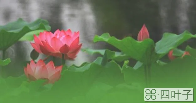 夏至将至的含义是什么