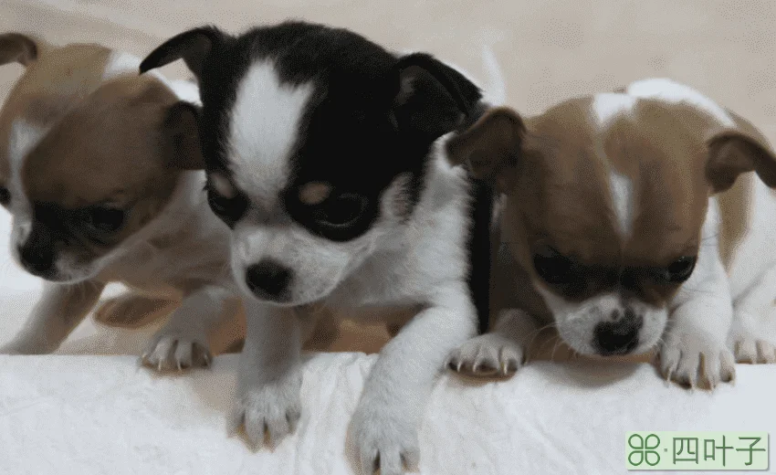 狗狗的习性