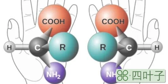 有手性碳原子的分子一定是手性分子吗