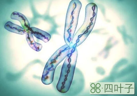 一个染色体含有几个DNA分子